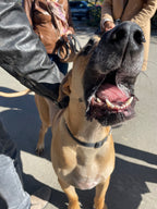 Press - Pet Helpful - October 6, 2024