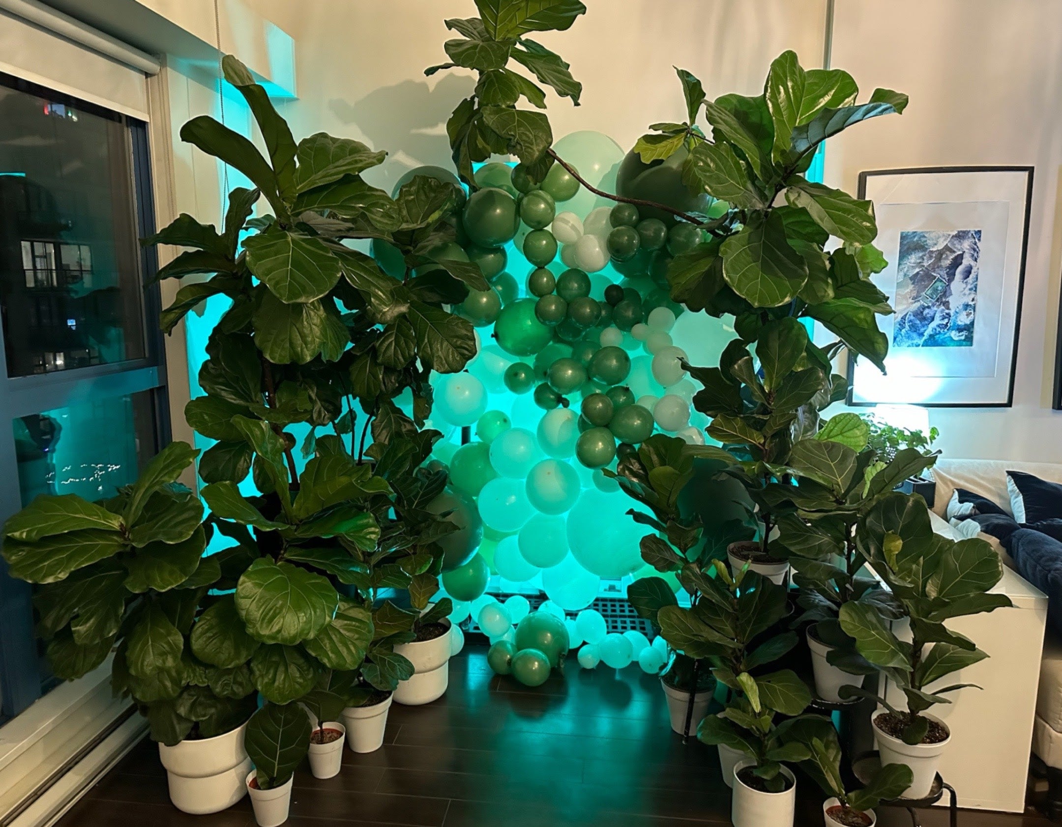 Fiddle leaf fig plants in white pots with a decorative green balloon arch in the background.