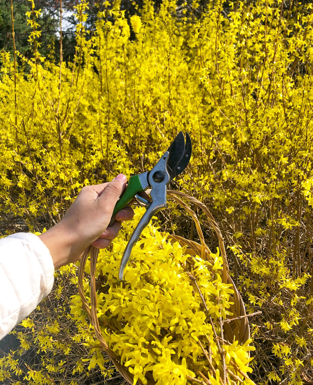 Forstyhia Easter Dinner Party