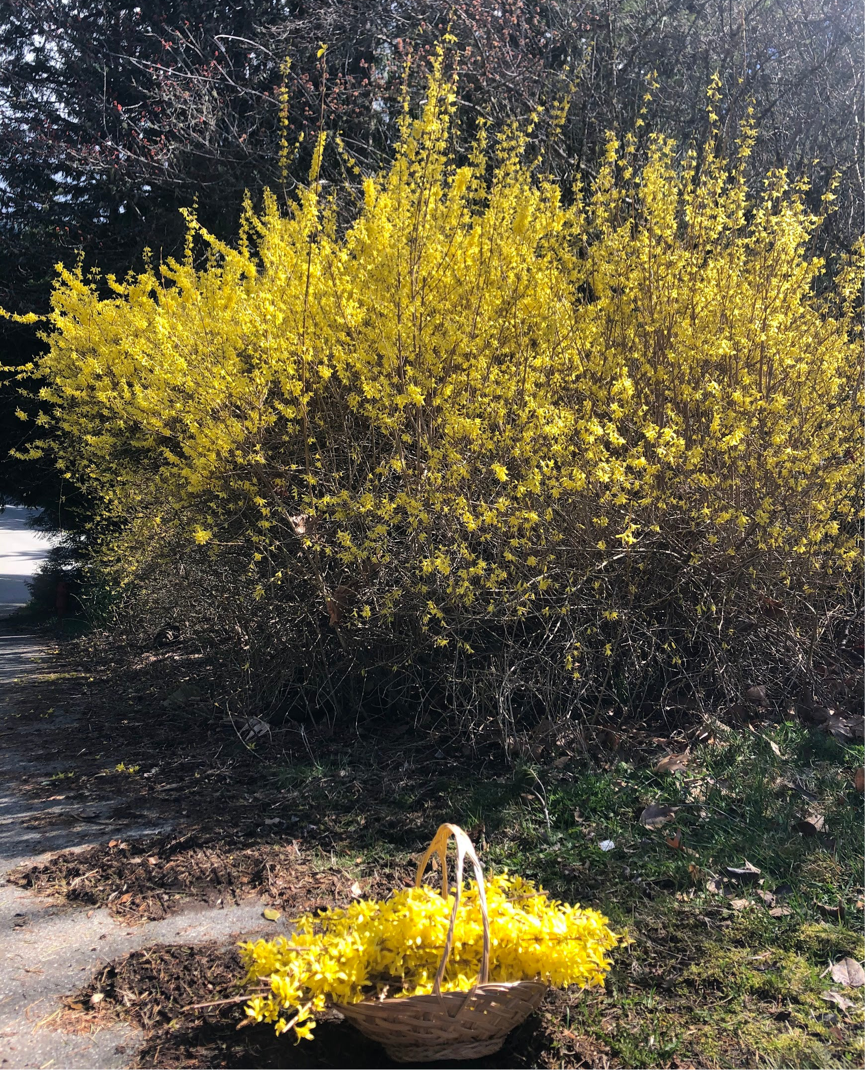 Forstyhia Dinner Party