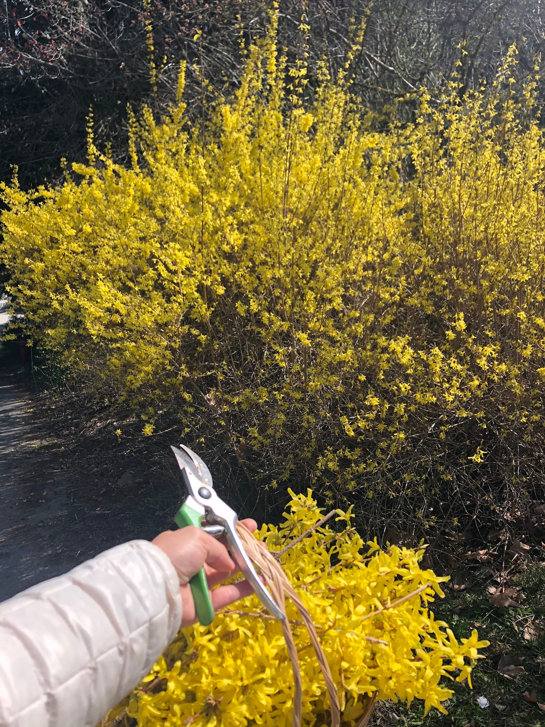 Forstyhia Easter Dinner Party