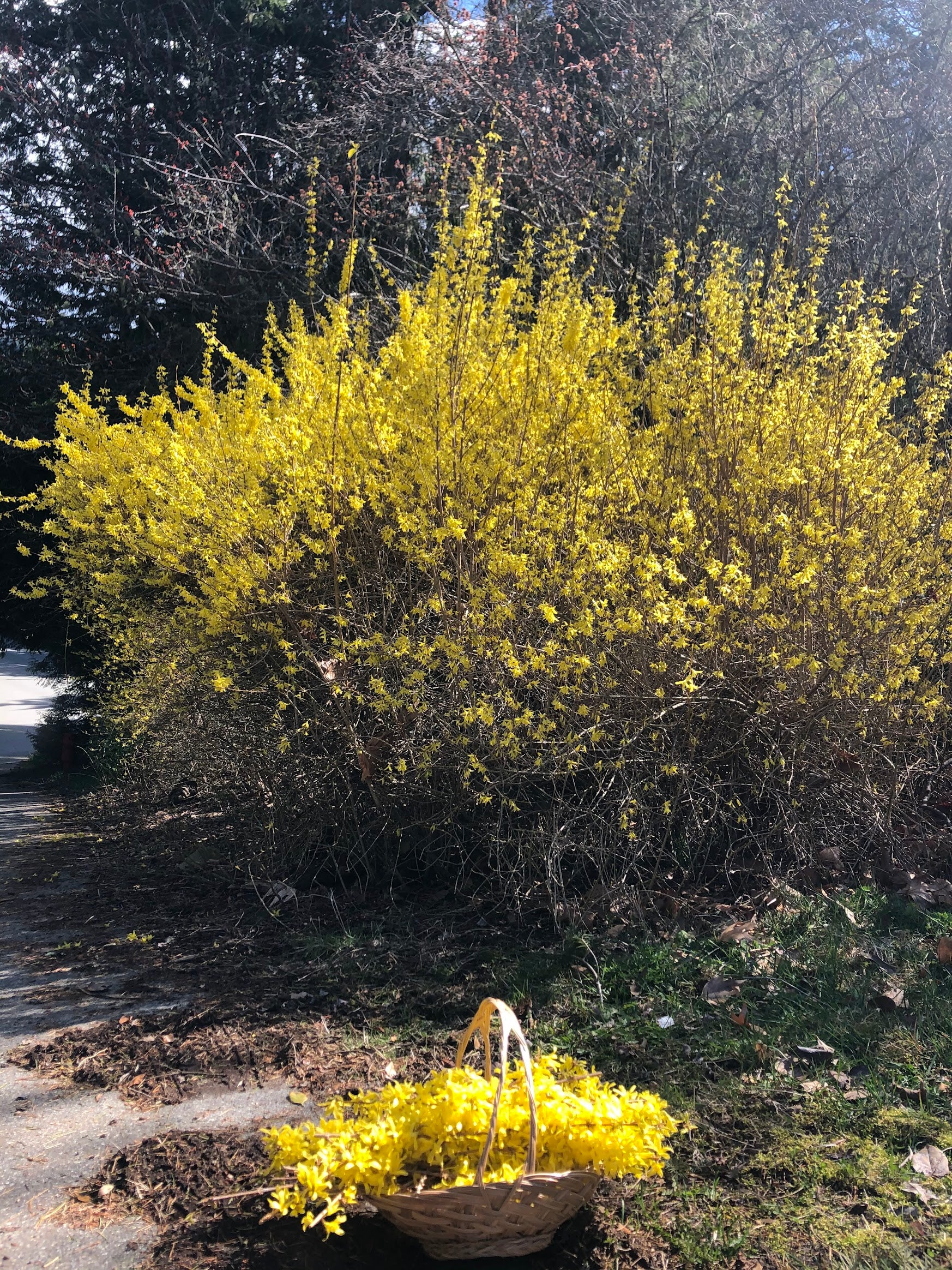 Forstyhia Easter Dinner Party