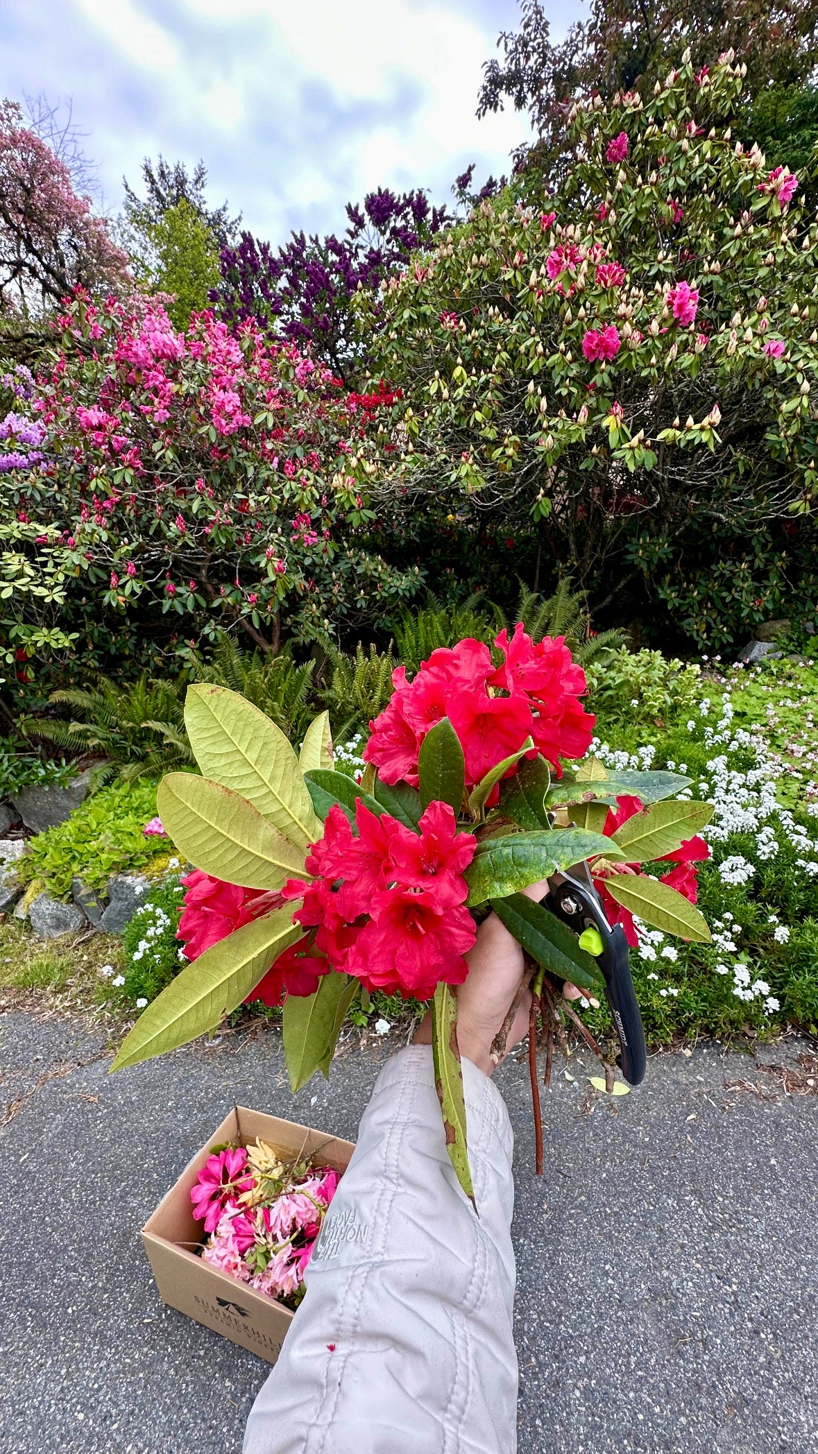 Person holding a bouquet of red flowers with a garden in the background