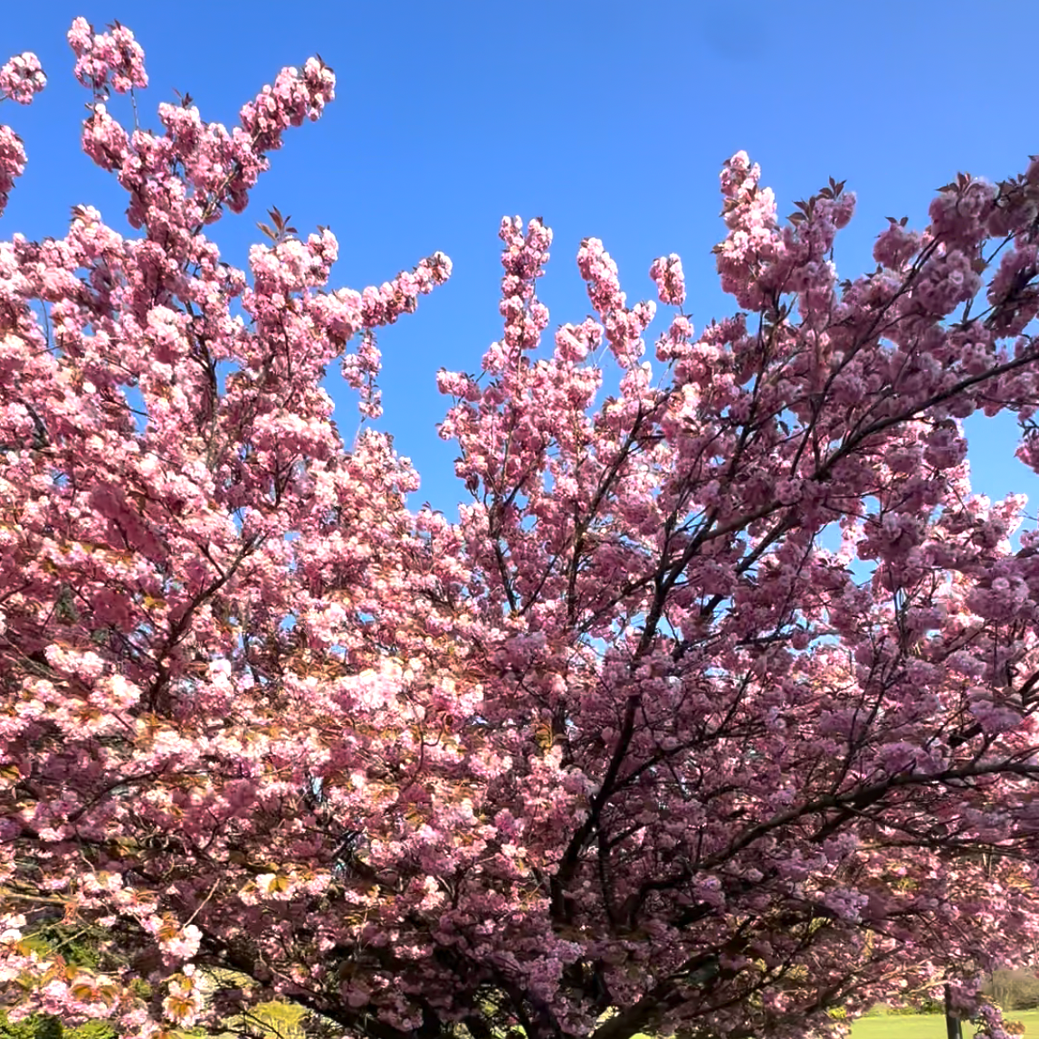 2026 Cherry Blossom Party